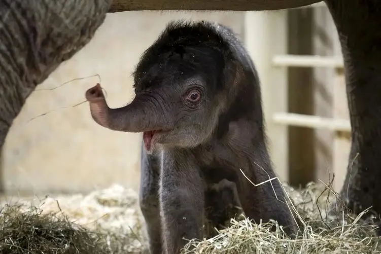 مستند حیات وحش؛ ذوق فیل مادر وقتی بچه اش چهار پا می ایسته