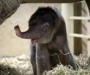 مستند حیات وحش؛ ذوق فیل مادر وقتی بچه اش چهار پا می ایسته