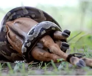 شاهکار حیات وحش؛ پیتون غول کله خر بعد بلع شیر نرم خزید غزال تیزپارو تناول کرد