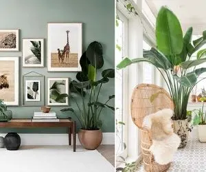 گل و گیاه های آپارتمانی قد بلند؛ این 5 جذابه سبز یه تنه پذیرایی خونه رو لاکچری میکنن