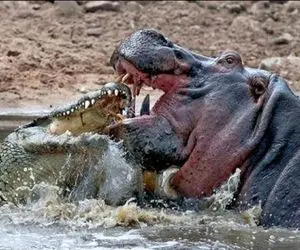 صحنه دهشتناک؛ اسب آبی سفاک تمساح شریری که بوفالو زخمی کرد ابتر کرد انداخت دور