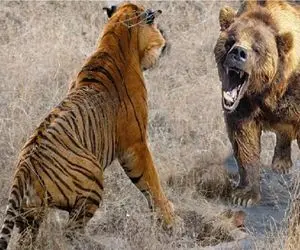 مستند حیات وحش؛ گرد و خاک ببر و خرس برای بلع دیگری