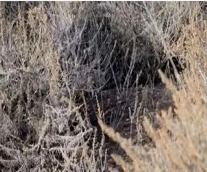 بازی فکری؛ بتونه گربه وحشی رو پیدا کنی تو 80 سالگی ام دیدت مثل 20 سالگیت سالم میمونه