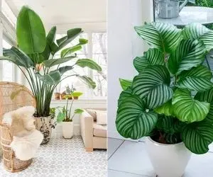 زیباترین گیاهان آپارتمانی به انتخاب مردم / اگه یکیشونم  داری از نظر ملت خوش سلیقه ای