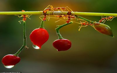 تصاویر حیرت آور از مورچه ها در حال حمل فلفل غول آسا