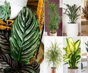 گیاهان آپارتمانی لوکس و مقاوم / شیک و مناسب افراد پرمشغله که آبیاری گلا یادشون میره