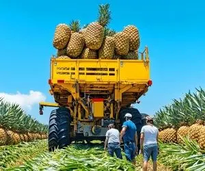 کشاورزی نوین؛ تو آمریکا با تجهیزات مدرن آناناس کاشتن واسه آبیاریش ماشین بالدار آوردن