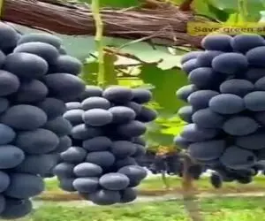 کشاورزی نوین؛ جوری حرفه ای انگور رو قلمه زدن درخت قطور داد ازش 100 کیلو محصول برداشتن