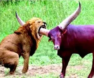 مستند حیات وحش / شکارهای که با تحقیر به پایان رسید