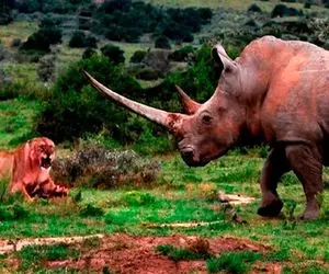 بدایع حیات وحش؛ کرگدن ازازیل بعد یه کشتی مشتی با شیر شریر بلعید و بلعیده شد