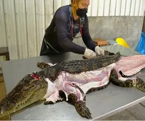 فرآوری تمساح؛ با ظرافت خاصی پوست کروکودیل واس کت جدا میکنه گوشتشو واس استیک 