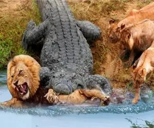 فجایع حیات وحش/جفتک انداخت شیر به سمت تمساح که باید فاتحه خودشو بخونه