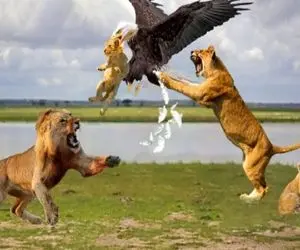 مستند حیات وحش؛ کله توله شیر تو دهن عقاب بود منتظر یه گاز که شیر لات ناغافل شبیخون زد