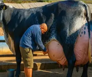 گاوهای باورنکردنی؛ گاو انقدر حجم شیرش زیاده توان راه رفتن ازش گرفته شده