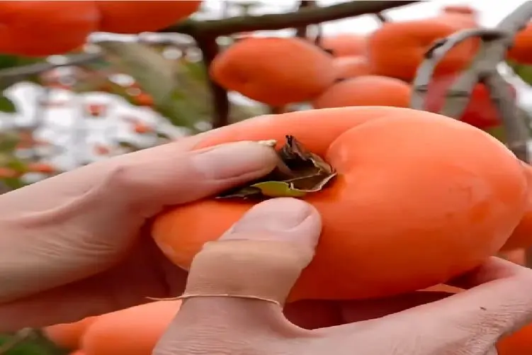 کشاورزی نوین؛ چشم بادومی ها یچی کاشتن فکر کنی خرمالوعه ولی سوپرایزه