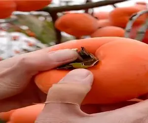 کشاورزی نوین؛ چشم بادومی ها یچی کاشتن فکر کنی خرمالوعه ولی سوپرایزه