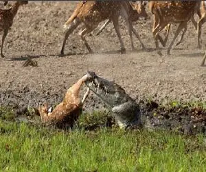 مستند حیات وحش؛ تمساح ددمنش پای گریز آهو رو قطع کرد راحت ببلعه