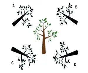 بازی فکری؛ سایه درست درخت کدومه؟