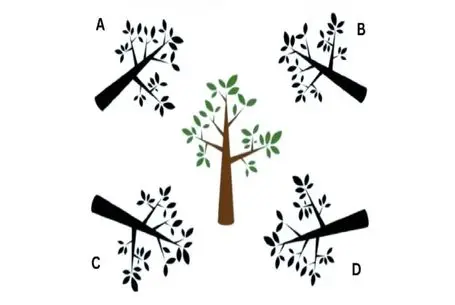 بازی فکری؛ سایه درست درخت کدومه؟