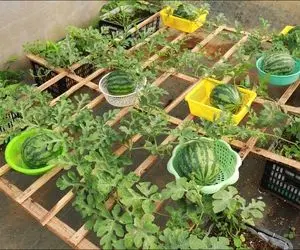 کشاورزی نوین؛ توی سبد میوه خاک ریخته هندوانه کاشته قرمز و شیرین شده شاهکار