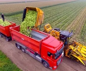 کشاورزی نوین؛ ماشین های مخصوص چیدن ذرت عین جاروبرقی ذرت قورت میدن پوستشم تف میکنن