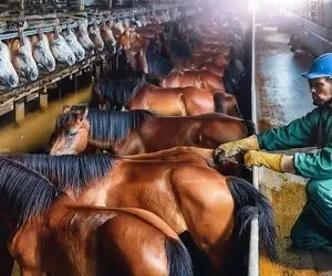 فرآوری اسب؛ بزرگ ترین خط تولید گوشت اسب که از کشتار شروع میشه تا بسته بندی و سوسیس