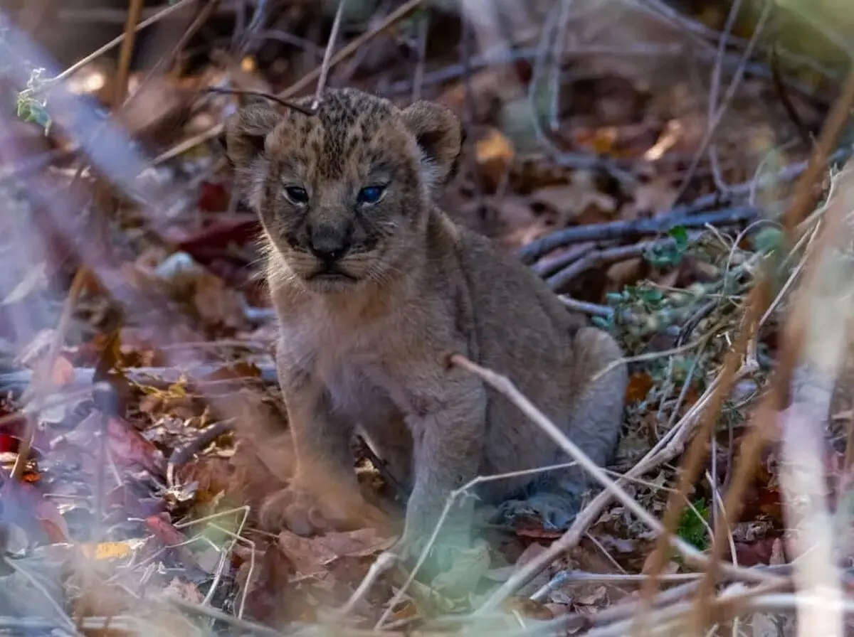 Leopard Steals Lion Cub
