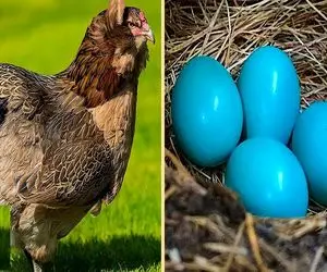 کارخانه حیوانات؛ مرغ ها با تزریق هورمون تخم مرغ رنگی تولید میکنن میلیاردی قیمت داره