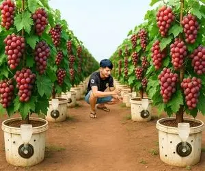 کشاورزی نوین؛ انگور کاشت میکنن و با رسیدگی مخصوص محصول برداشت میکنن هر حبه قد پرتغال