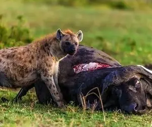 مستند حیات وحش؛ گاومیش و کفتار