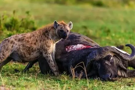 مستند حیات وحش؛ گاومیش و کفتار