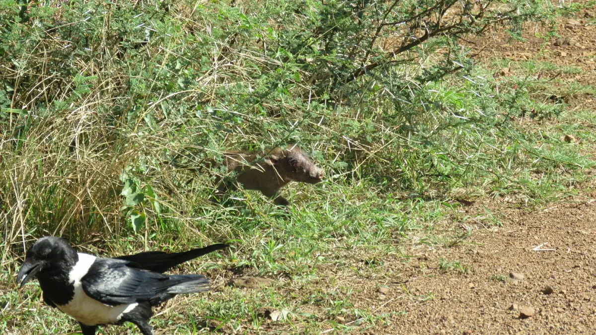 Mavis-Crundwell_019-When-I-hooted-the-Crow-walked-away..-edited-2048x1152