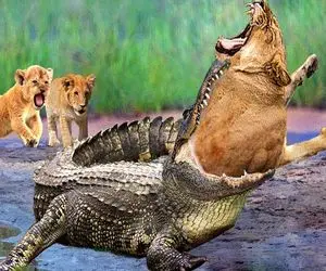 بدایع حیات وحش؛ تمساح سفاک زیر آب کمین کرد تا شیر خواست آب بخوره از پا بلعیدش