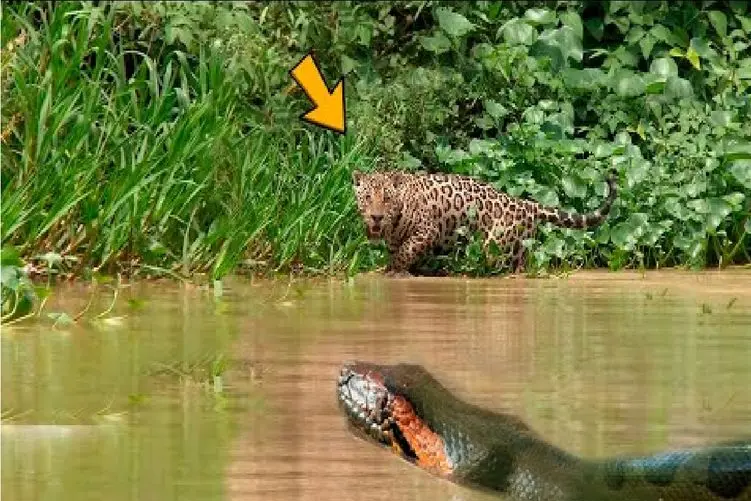 مستند حیات وحش؛ شکار بی رحمانه پیتون توسط جگوار