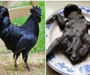 کارخانه حیوانات؛ گوشتو منقارو پر مرغ سیاهه تو مسابقه زیباترین پرنده میلیونی قیمت داره