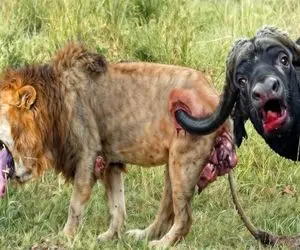 شاهکار حیات وحش؛ بوفالوی بدسگال شیر لاجون و اخته کرد تا نشون بده رئیس کیه