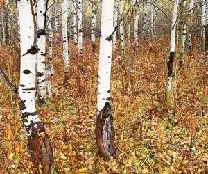 بازی فکری؛ حتی خلبان جنگنده ام باشی به زور میتونی حیوون استتار کرده رو پیدا کنی