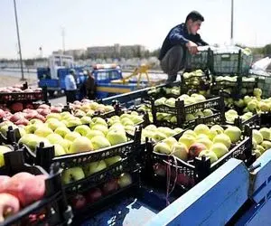 صادرات صیفی‌جات نصف شد