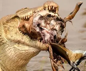 از جذابیت های حیات وحش؛ تمساح سفاک کل گراز و آهو رو یهو انداخت دهنش بلعید