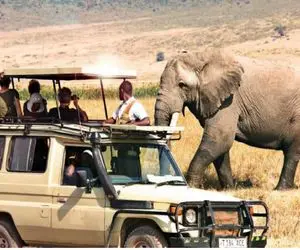 از جذابیت‌های حیات وحش؛ فیل عصبانی زور خرطومشو با بلند کردن یه ماشین میسنجه