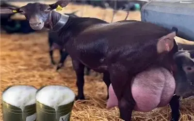 حیوانات باورنکردنی؛ بزبز قندی که دوشیده نشه راه رفتن براش مکافاته