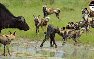 نبرد حیات وحش/ سگ های وحشی به گوساله حمله میکنند/ از مادرش کمک می خواد