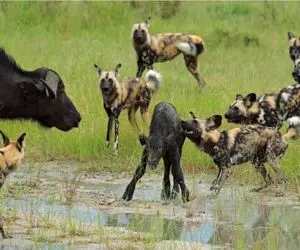 نبرد حیات وحش/ سگ های وحشی به گوساله حمله میکنند/ از مادرش کمک می خواد