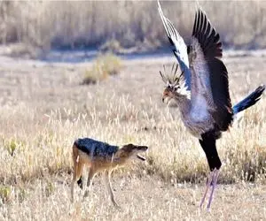 مستند حیات وحش؛ نبرد مذبوحانه پرنده منشی و روباه برای بقا