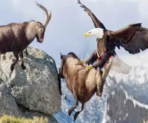 بر مدار وحش؛ عقاب و پلنگ یکی شدن از جاذبه به ضرر بز کوهی استفاده کردن