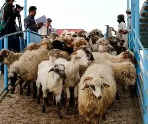 (جدول) قیمت دام زنده امروز ۳۰ بهمن ۱۴۰۳/ گوسفند زنده در تهران چند؟