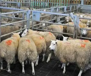 قیمت دام زنده امروز ۶ دی 1404 + جدول