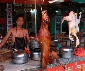 فرآوری سگ؛ سگ رو پرورش میدن و وحشی بارش میارن نه برای نگهبانی بلکه واسه گوشتش