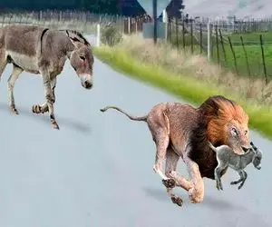جذابیت حیات وحش؛ شیر ددمنش توله الاغ قاپید خر سفاک بعد مسابقه دو به نیش کشید