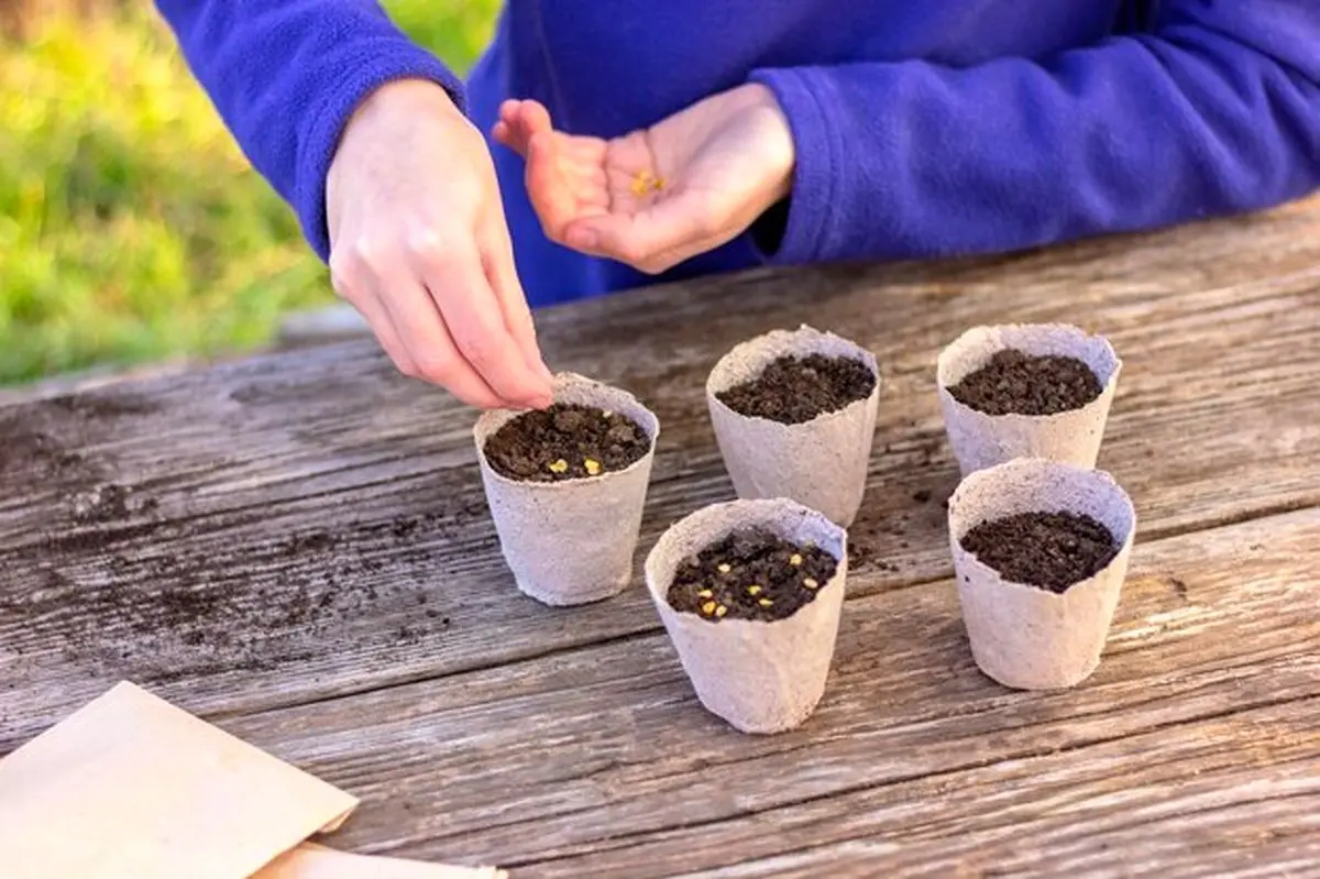hands-sow-seeds-special-pots-with-soil-seedlings_319154-285